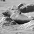 Seal at Cape Cross, Namibia